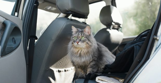 Portrait of a curious cat sitting in the car. Gray, furry cat amusingly looking out of the car with
