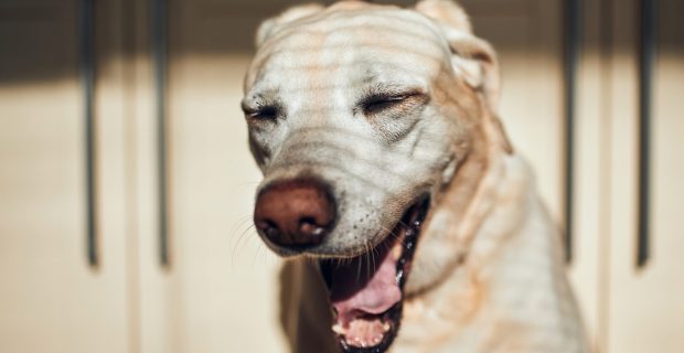 Portrait of tired dog. Labrador retriever yawning against home kitchen.