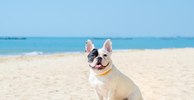 cão na praia