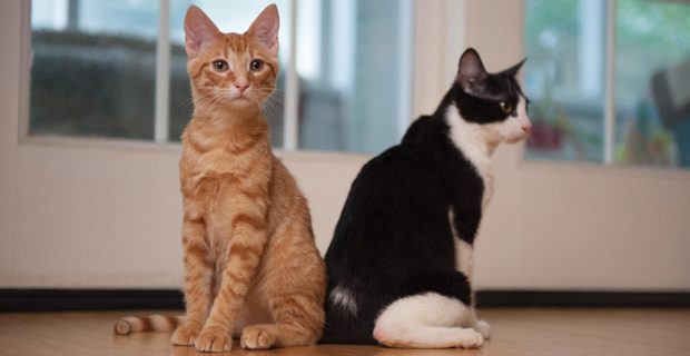 presentar-a-tu-gato