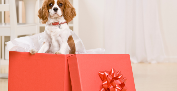 pet como presente para crianças