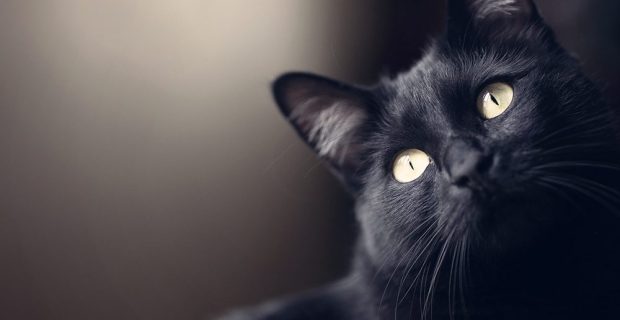 preto