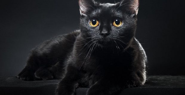 preto