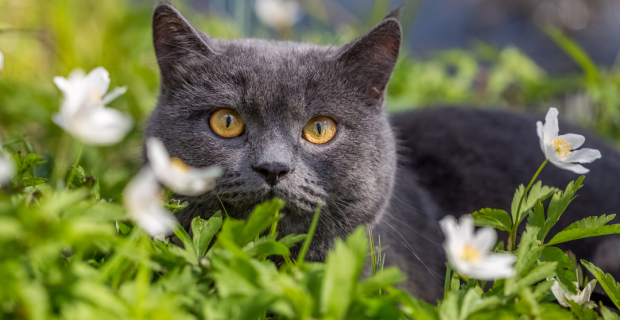 primavera e os pets
