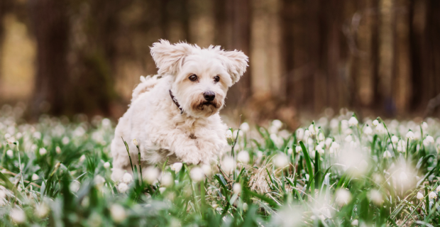 cuidados com pets na primavera
