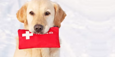 Primeiros socorros em cães e gatos, como agir com rapidez e segurança em situações de emergência