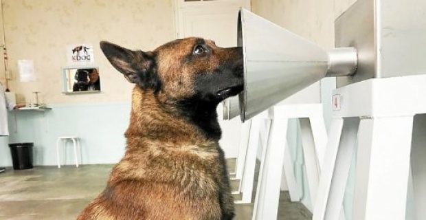 cães detectam câncer de mama