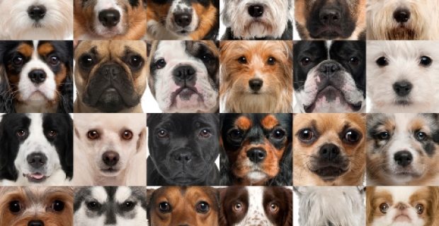Collage of 36 dog heads
