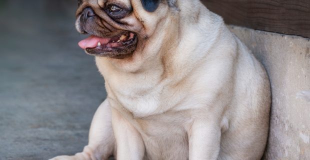 foto-obesidade