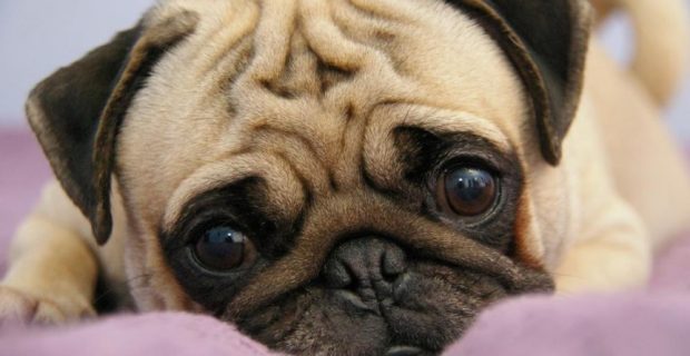 pug