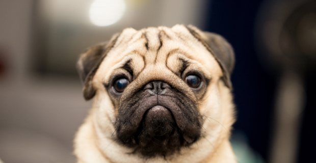 pug