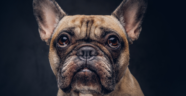 pug