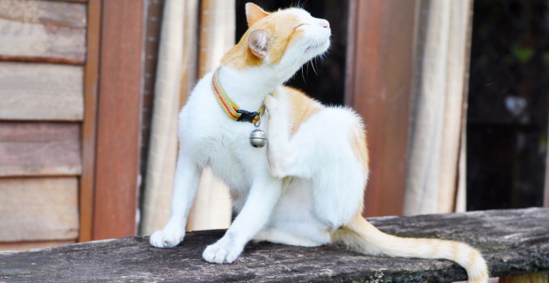 gato com pulgas