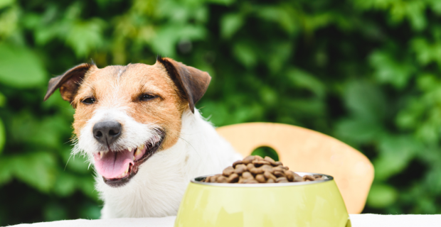 linha nutrição veterinária