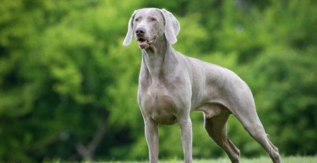 racas_de_cachorro_cinza_grandes_23192_0_600