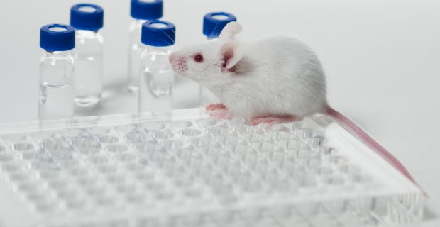 experimentação animal