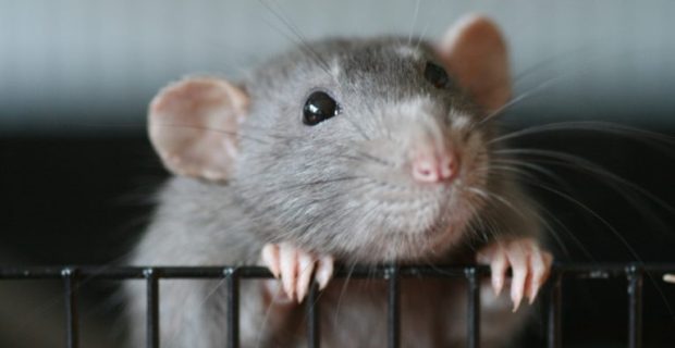 rato