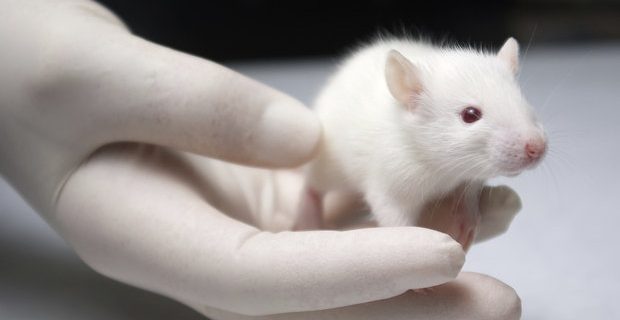 baby albino rat in hand with a glove by researcher