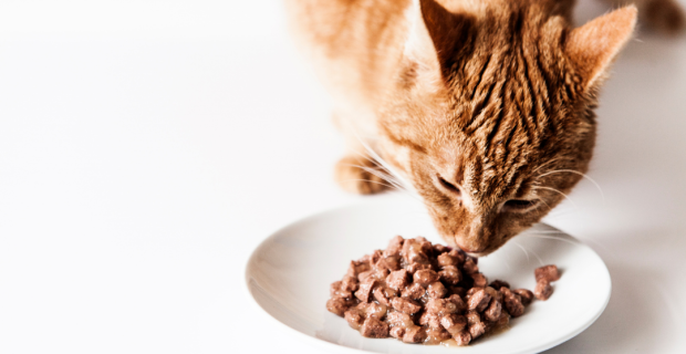 ração para gatos contra alergia