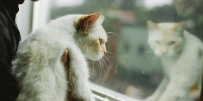 reflexo gato