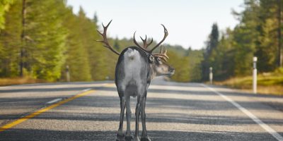 Reindeer crossing a road in Finland. Finnish landscape. Travel background