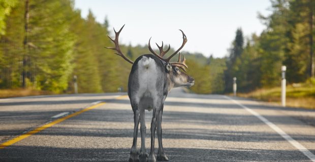 Reindeer crossing a road in Finland. Finnish landscape. Travel background