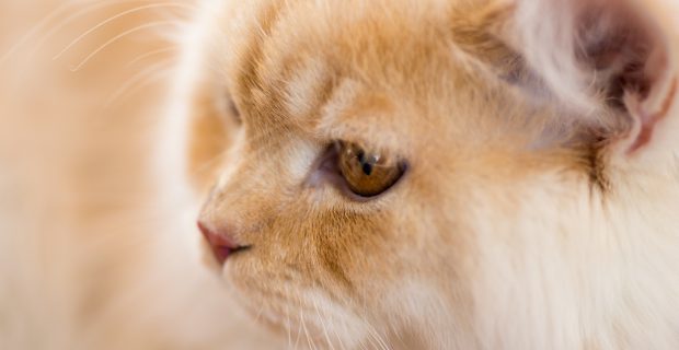 Relaxed orange-white cat