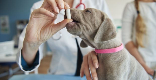 Farmacêutica divulga resultados em cuidados da saúde animal