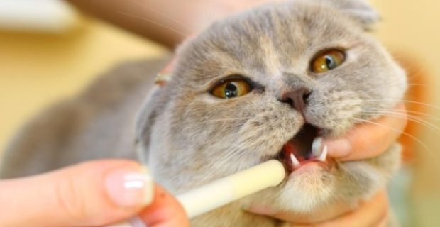 remedio gato