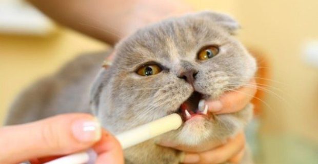 remedio-gato