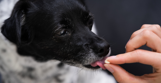 remédio para cães