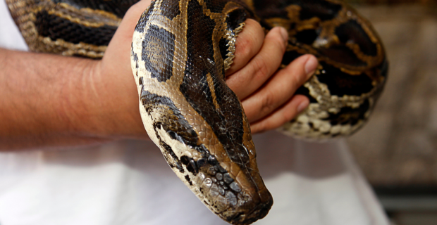 cobra