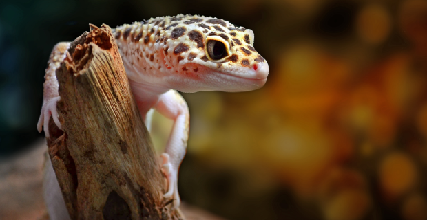 lagartixa leopardo