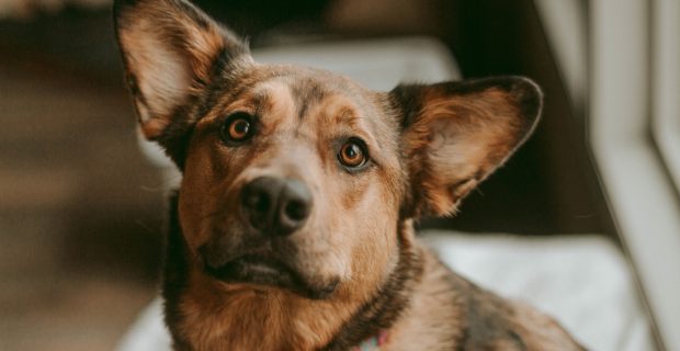 Rescue Dog Looking at Camera