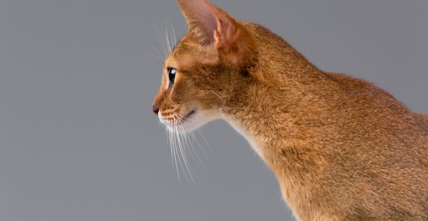 Credeli Gatos é o novo medicamento antipulgas da Elanco