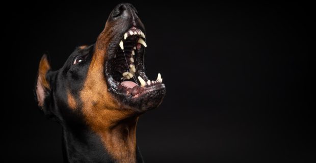 retrato-de-um-cao-doberman-em-um-fundo-preto-isolado