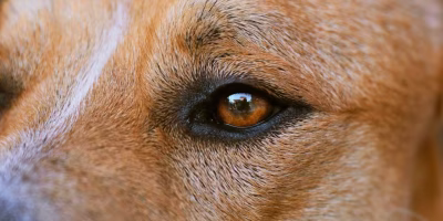 Olho Seco em Cães: quando alterações discretas podem esconder uma doença inflamatória importante