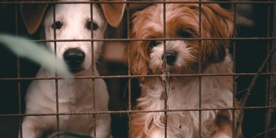 Para minimizar tráfico ilegal e maus-tratos, União Europeia tenta regulamentar o comércio de cães e gatos