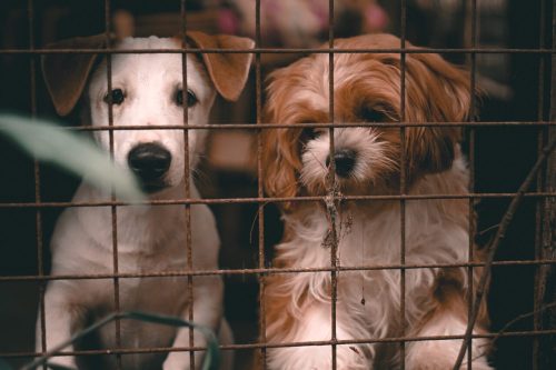 Para minimizar tráfico ilegal e maus-tratos, União Europeia tenta regulamentar o comércio de cães e gatos