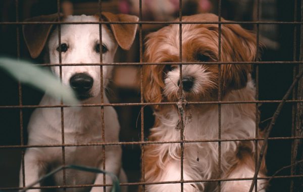 Para minimizar tráfico ilegal e maus-tratos, União Europeia tenta regulamentar o comércio de cães e gatos Para minimizar tráfico ilegal e maus-tratos, União Europeia tenta regulamentar o comércio de cães e gatos