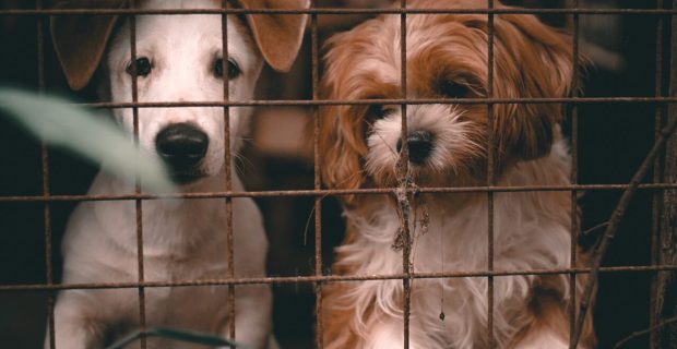 Para minimizar tráfico ilegal e maus-tratos, União Europeia tenta regulamentar o comércio de cães e gatos
