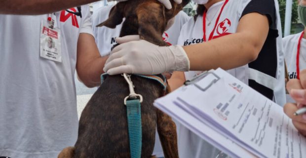 Médicos-veterinários de rua