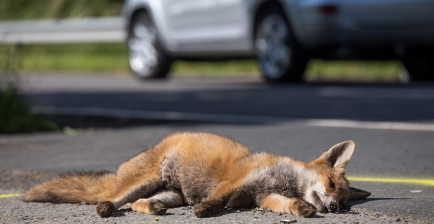 acidentes de trânsito com animais