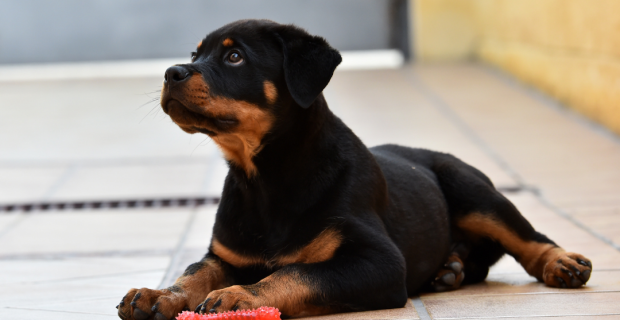rottweiller
