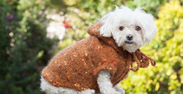 cuidados pet inverno
