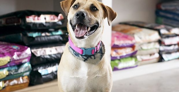 rtpetshop