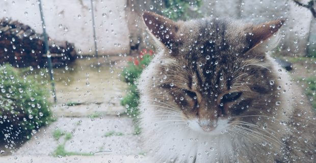 Sad cat outside the window with drops of rain