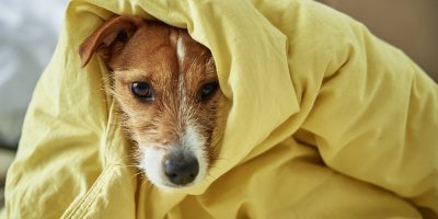 Sad dog lying under blanket in bedroom