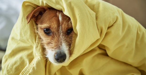 Sad dog lying under blanket in bedroom