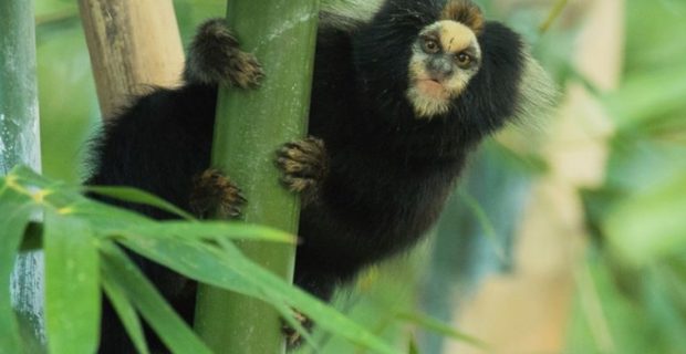 sagui-1555343356